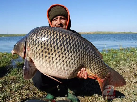 En uzun yaşayan hayvan hangisidir? 16