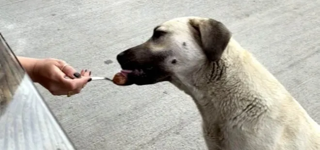 Sokak köpeğine kaşıkla yemek yedirdi! Tartışma konusu oldu