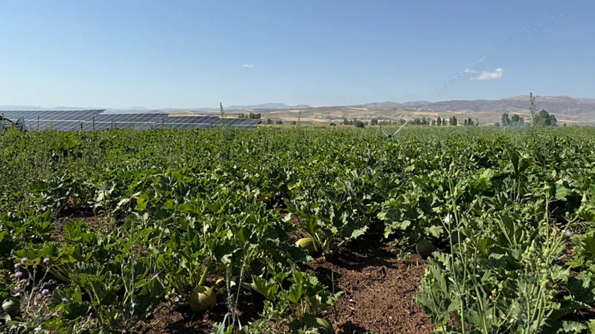 Tercan'da çerezlik kabak üretimi yaygınlaşıyor