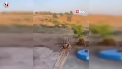 Batman’da dev etçil çekirge