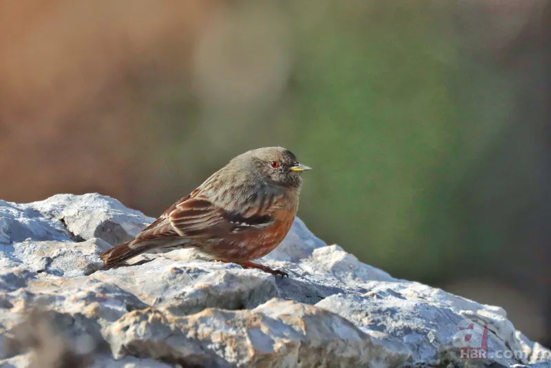 Son dakika: Türkiye'de ilk kez görüldü! Heyecanlandıran keşif! İşte yeni tür 7