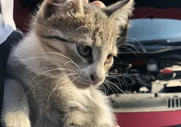 'Kontağı çevirmeden kaputa vurun' uyarısı