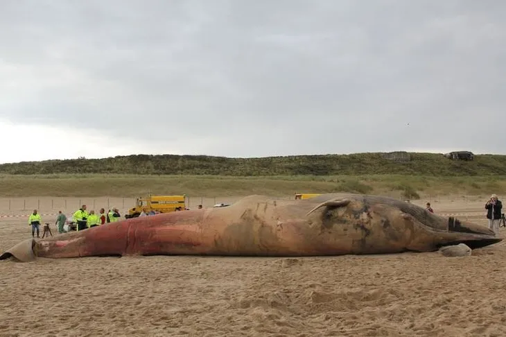 Hollanda’da ölü balina sahile çekildi