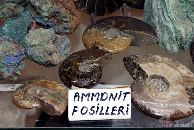 Eskişehir'de dinozorlardan önce yok olmuş canlı fosili buldu! Tam 550 milyon yıl öncesine ait... 2