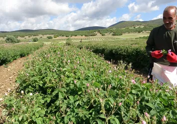 Isparta'yı bu yıl gül kokusu erken sardı! 12 bin rekolte bekleniyor