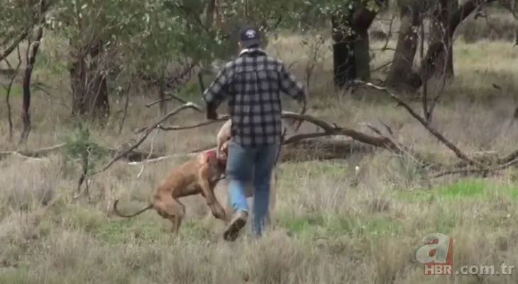 Köpeğini kurtarmak için kanguru ile karşı karşıya geldi! Tarih bu yumruğu yazar
