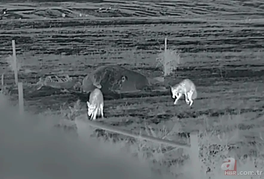 Kurtlar inek çiftliğini bastı! Sığırlarını kaybeden sahibi çözümü katliamda buldu | Bu görüntüler dehşete düşürdü 13
