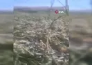 Yaban domuzları mısır tarlasını talan etti