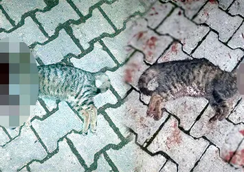 İki kedi vahşice öldürülmüş!