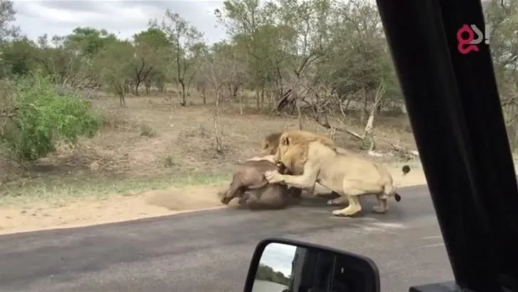Safaride gördükleriyle hayatlarının şokunu yaşadılar