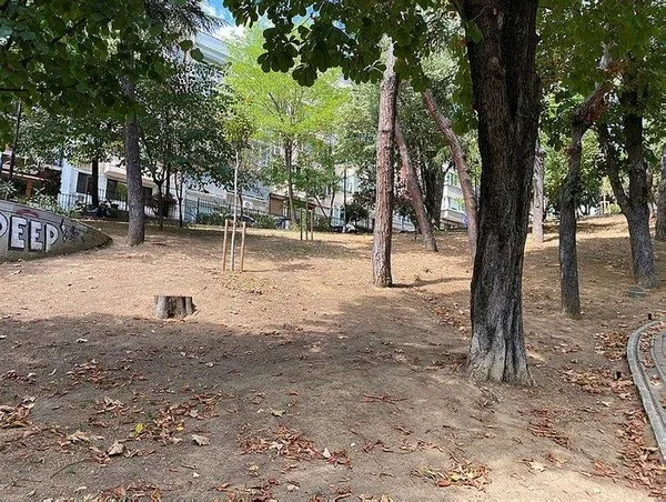 CHP’li Beşiktaş Belediyesi Abbasağa’da ağaç kıyımına devam ediyor!