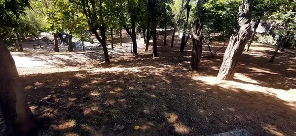 Ağaç düşmanı CHP’li İBB! Bölge halkı alev püskürdü: Beşiktaş’ta oksijensiz kaldık