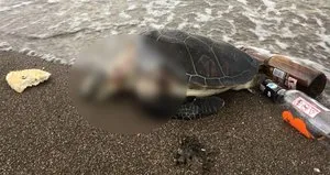 Marmaris’te yeni bir Caretta Caretta faciası!