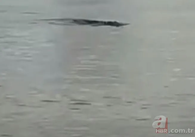 Dev timsahtan köpek balığına saldırdı! Denizde dehşet anları