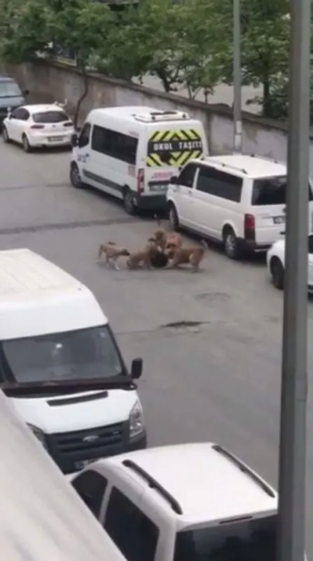 İstanbul Sultangazi’de korkunç olay! 5 köpek tarafından saldırıya uğradı