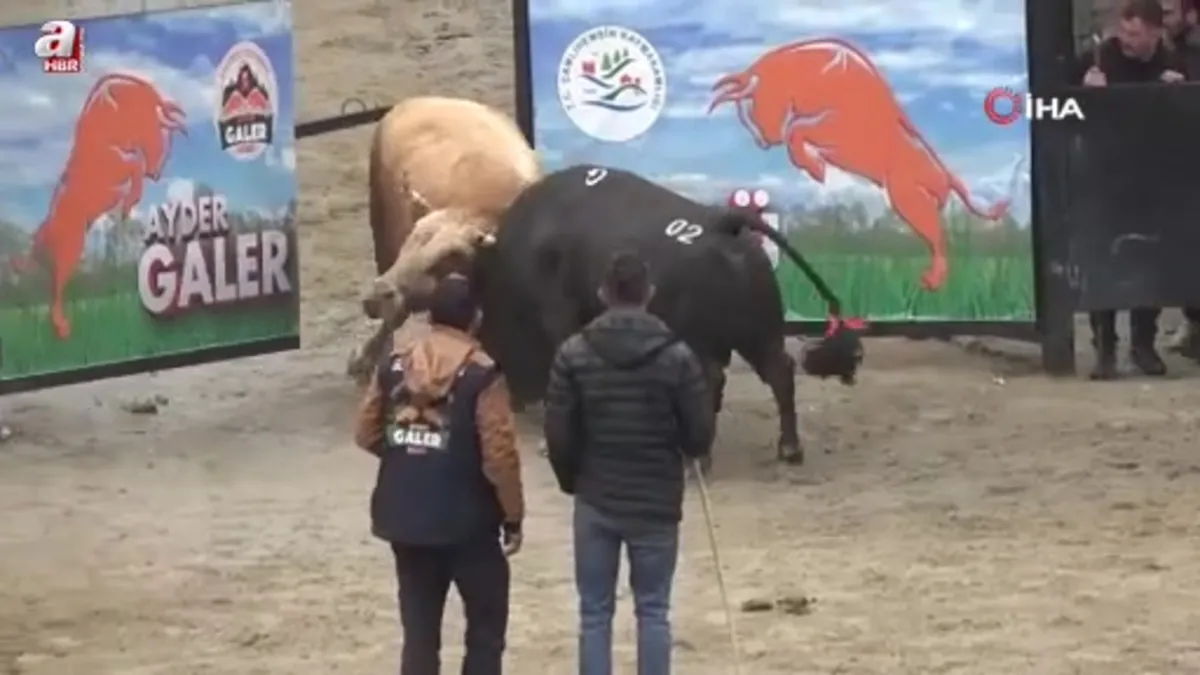 Rize Ayder'de boğa güreşleri renkli görüntülere sahne oldu