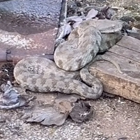 L'une des espèces de serpents les plus venimeuses ! Vu à côté de la pompe à eau