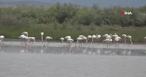 Flamingolardan görsel şölen