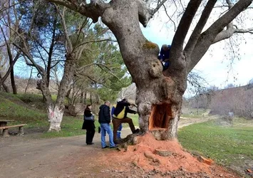 400 yıllık çınar böyle kurtarıldı