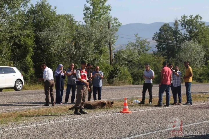 Kastamonu'da aracın çarptığı bozayı telef oldu 1