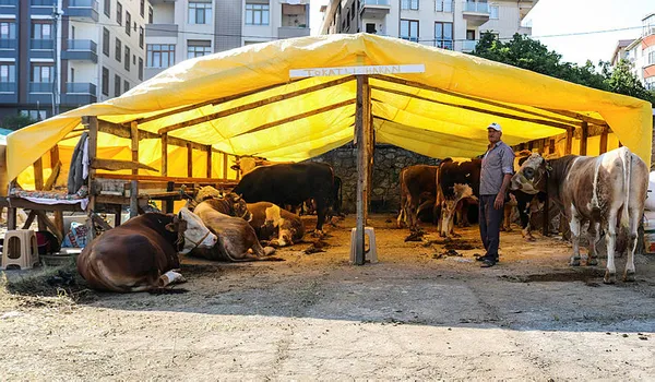 Kurban Bayramı’na sayılı günler kaldı! 2023 kurbanlık fiyatı ne kadar? İşte ortaya çıkan rakamlar