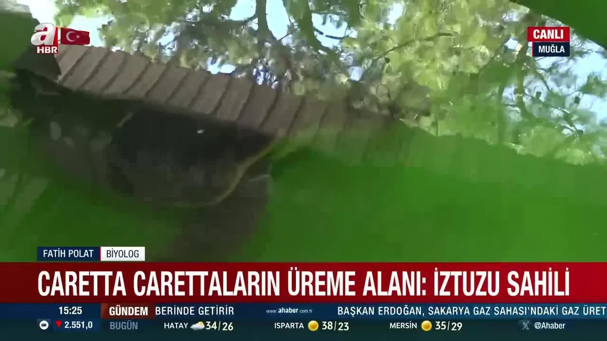 Caretta carettalar denizle buluşuyor