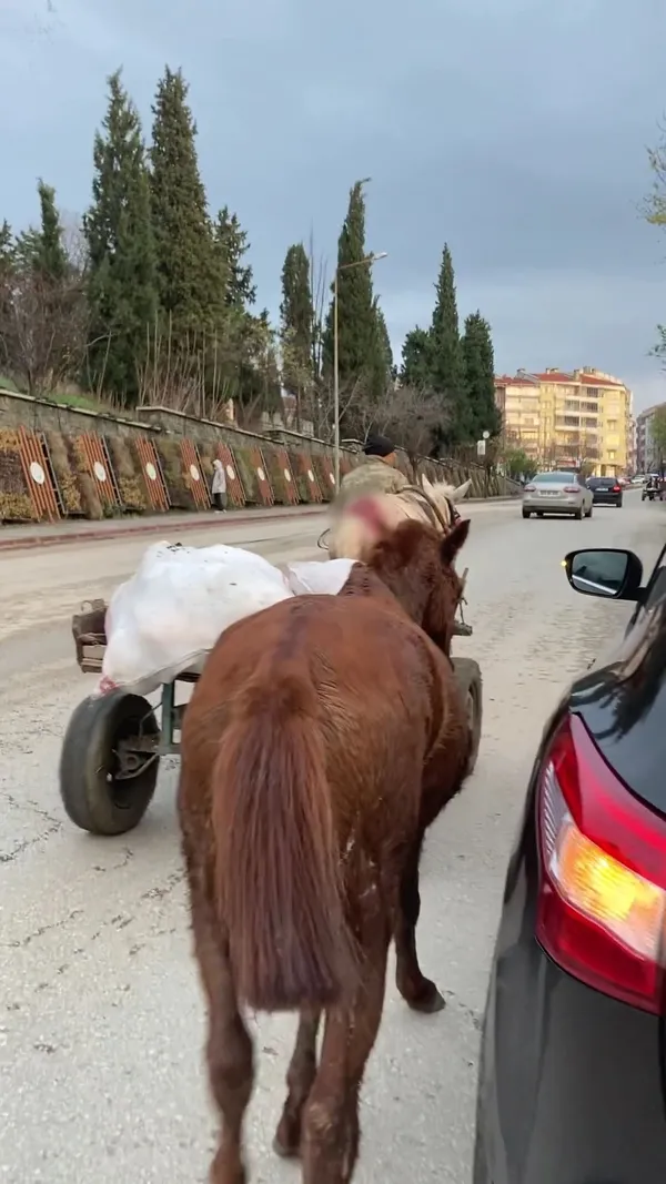 1639056535673.jpg Edirne'de skandal görüntü! Kanlar içinde kalan ata yük çektirdi - 2