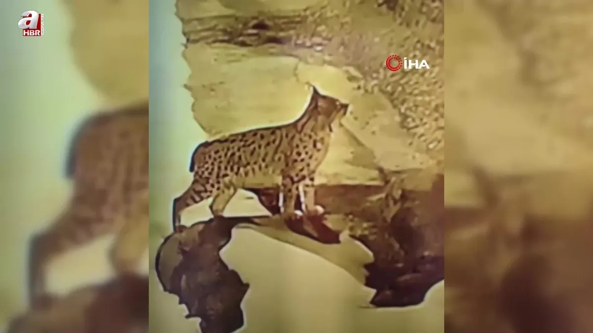 Erzincan'da vaşak köye inip yiyecek aradı