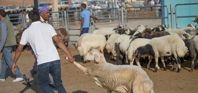 Bakan Fakıbaba: Satılmayan hayvanları Et ve Süt Kurumuna alacağız