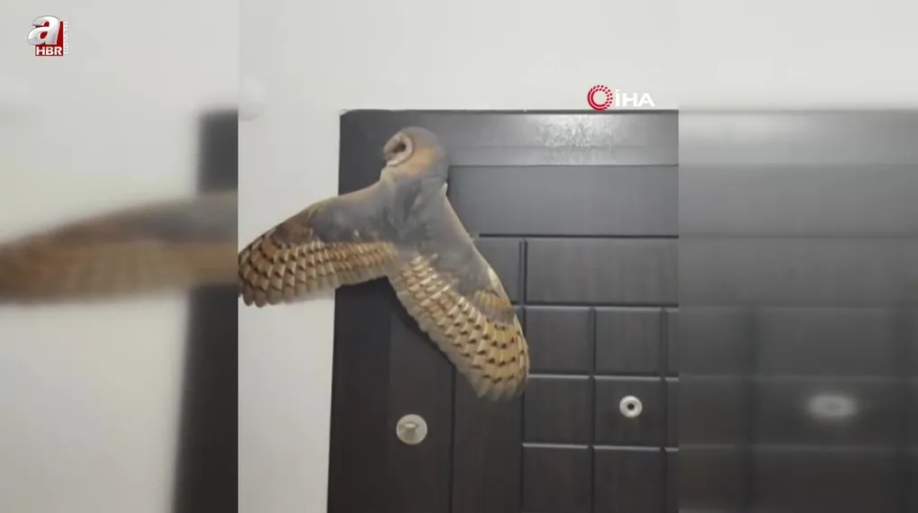Hırsız sandı karşısına baykuş çıktı