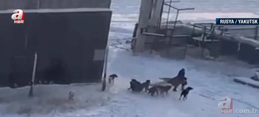 Köpekler aniden etrafını sardı! Dakikalarca ölüm kalım mücadelesi verdi ama... 10
