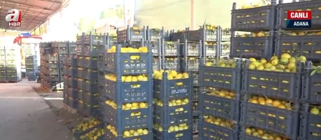 limonun-kilosu-halde-25-kurusa-dustu-marketler-6-lira-masraf-cikariyor-1636697773745.jpg