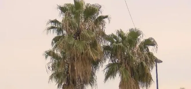 İstanbul’da palmiyeler için ’kırmızı’ tehlike! Çok sayıda ağaç kesildi