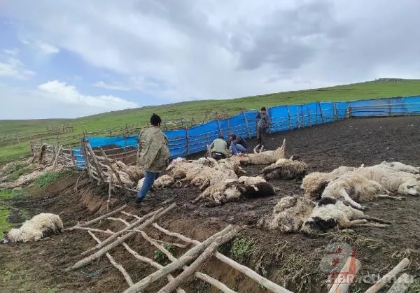 Korkusu yetti! Birbirini ezen 108 koyun telef oldu 9