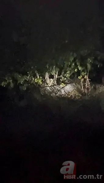 Bahçeden gelen ses harekete geçirdi! İncir ağacında gördükleri hayrete düşürdü 2