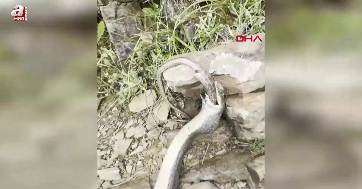 Görüntüler Hakkari'den! Yemeye çalıştığı yılan sonu oldu!