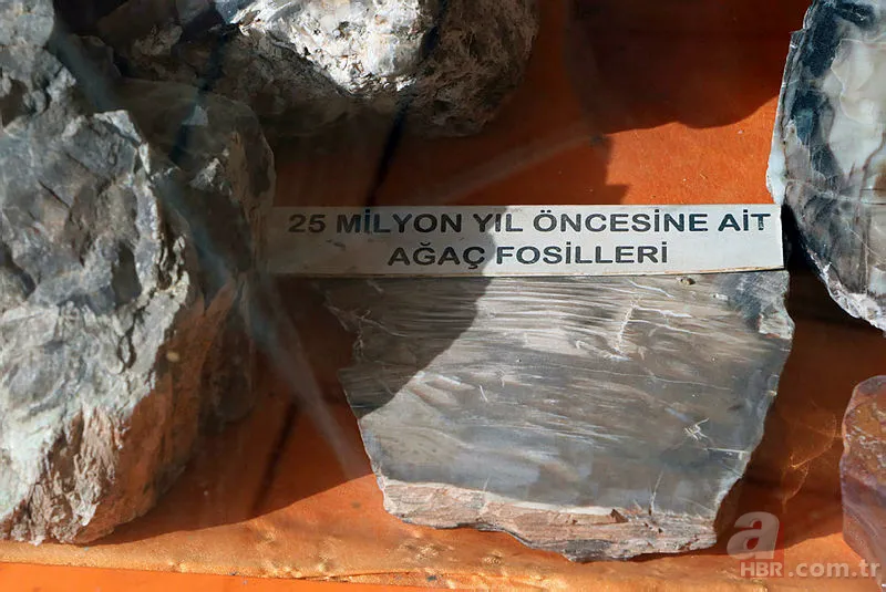 Eskişehir'de dinozorlardan önce yok olmuş canlı fosili buldu! Tam 550 milyon yıl öncesine ait... 7