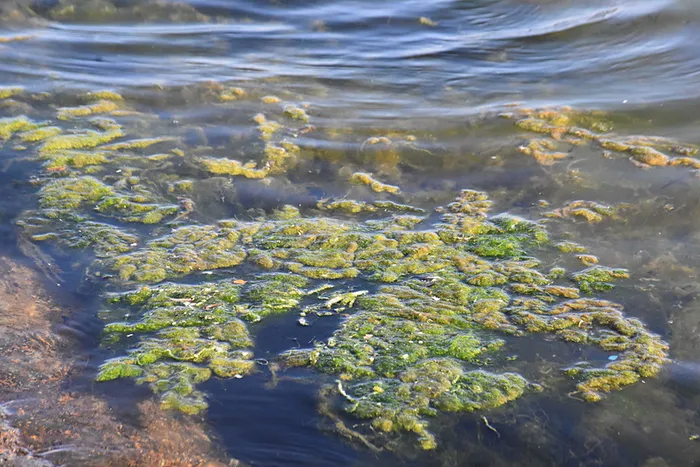İzmir Körfezi'nde yeni sorun! Sahillerde yosun kirliliği - 1