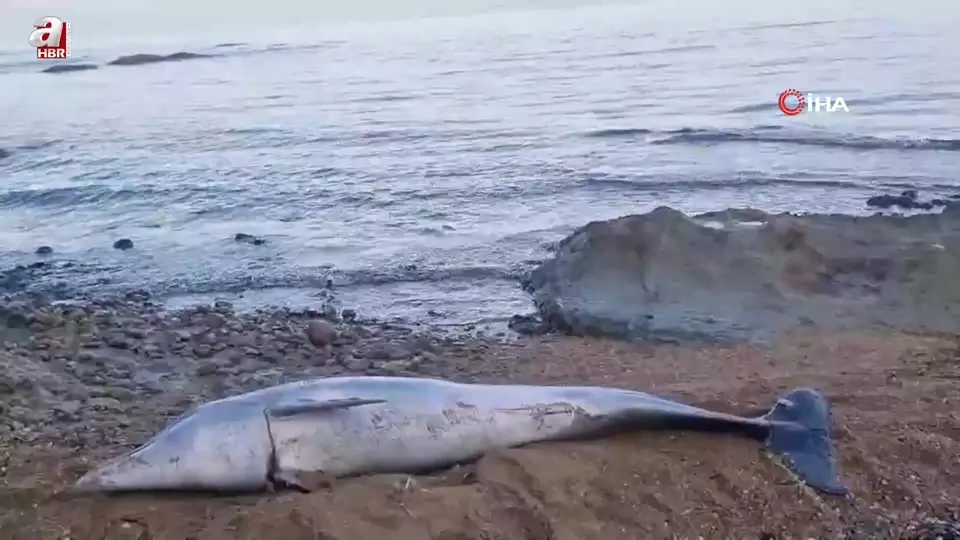 Çanakkale’de sahile vurdu! Ölü yunus balığı...