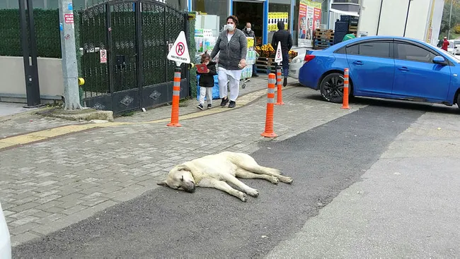 Bursa'da kadın kucağındaki bebekle 20 köpeğin saldırısına uğradı - 4