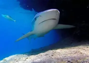 Plajda köpek balığı alarmı! Yüzen kişiye saldırdı