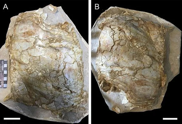 Tam 66 milyon yıl öncesine ait! Şimdiye kadar keşfedilenlerin en büyüğü