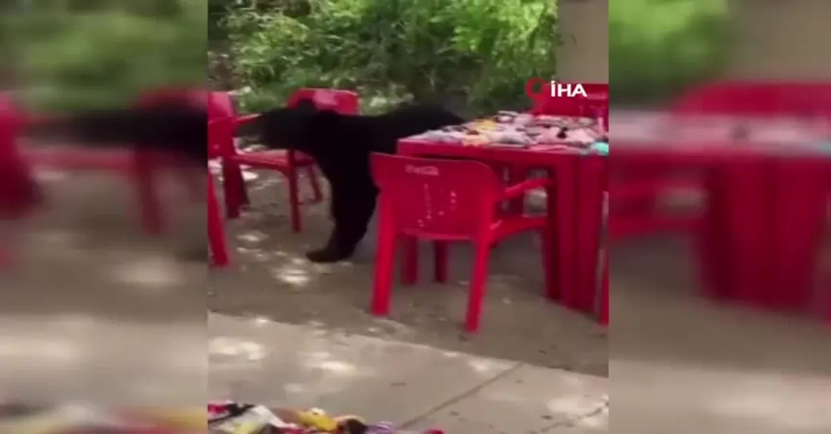 Üniversite kampüsünde ayı paniği! Öğrencinin çantasını böyle çalıp kaçtı