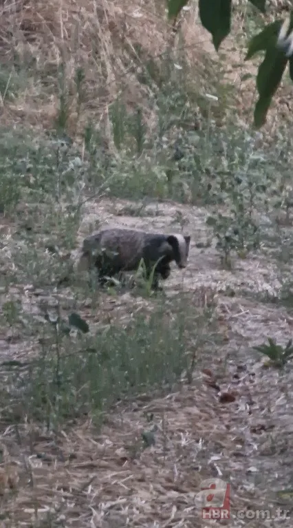 Nesli tükenme tehlikesi altında! O ilimizde görüntülendi 2