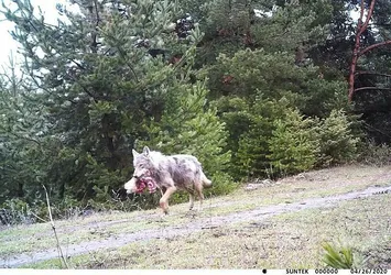 Ardahan'da kurt ağzında avıyla görüntülendi