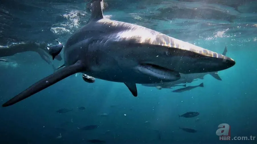 Ölümle burun buruna! Denizde korkunç anlar drone kamerasında! Dev köpek balığı... 8