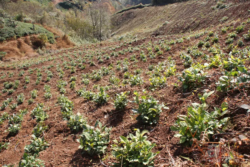 Tarladaki ürünleri tek tek söküyorlar! Uzman isim uyardı: Sıkıntı yaşarız 6