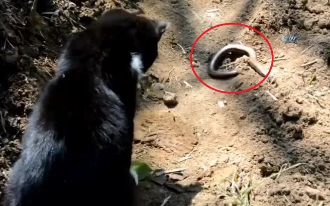Ordu'da yavru kedinin yılanla imtihanı