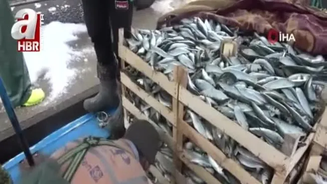 Mersinli balıkçılar balon balığı teşvikinden memnun