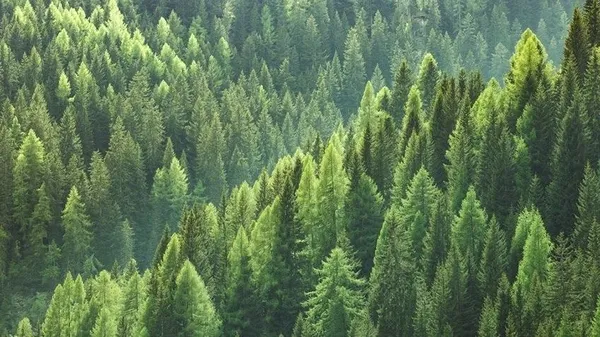 valilikler-pes-pese-duyurdu-balikesir-izmir-ve-aydinda-ormanlara-girisler-yasaklandi-1627616848479.jpg Valilikler peş peşe duyurdu! İstanbul, Balıkesir, Çanakkale, Gaziantep, İzmir, Aydın, Niğde, Kocaeli ve KKTC'de ormanlara girişler yasaklandı - 2